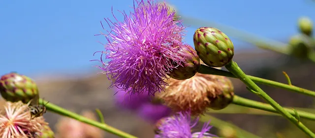 How Global Regulatory Trends Impact the Milk Thistle Industry in 2025
